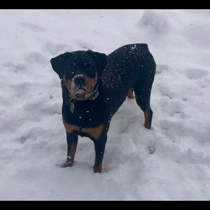 Meet your Posher, Samantha